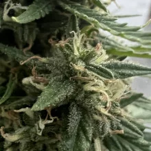 Auto Pablo Escobar Feminised