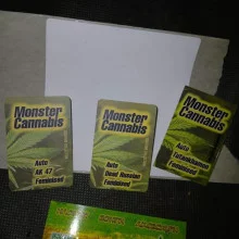 Auto Tutankhamon Feminised