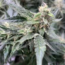 Auto AK 47 Feminised Monster Cannabis