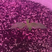 Auto Big Bang Feminised