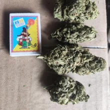 Auto Gagarin Feminised