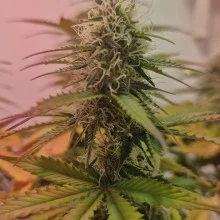 Auto Opium Feminised