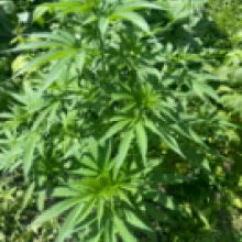 Auto Pablo Escobar Feminised