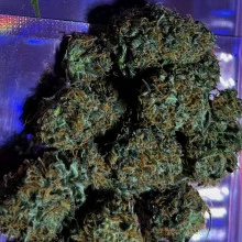 Auto AK 47 Feminised