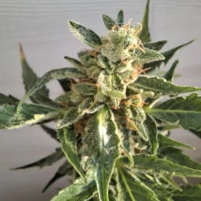 Auto AK 47 Feminised