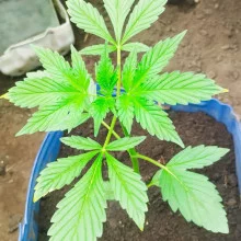 Лютий Напас Auto fem