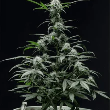 Auto Mazar Feminised