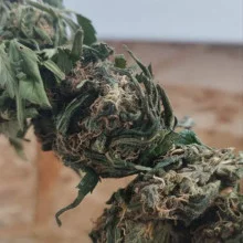 Auto AK 47 Feminised