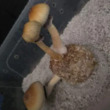 Psilocybe Cubensis spore Orissa
