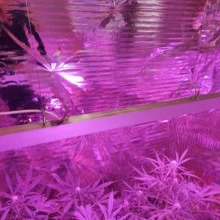 Suspend LED Phytolight Lamp LED-Light 50W L-50