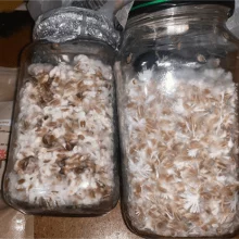 Psilocybe Cubensis spore Lizard King