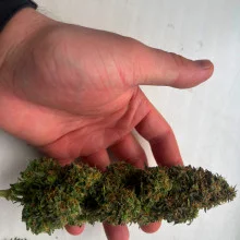 Auto AK 47 Feminised