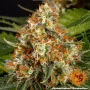 Насіння конопель ORANGE SHERBERT від Barney's Farm