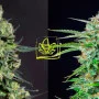 Сорт семян каннабиса Auto Overdose