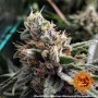 Семена конопли PEYOTE CRITICAL от Barney's Farm