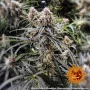 Семена конопли PEYOTE CRITICAL от Barney's Farm
