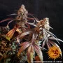 Семена конопли PEYOTE CRITICAL от Barney's Farm