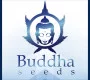 Buddha Seeds