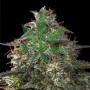 Auto Blueberry Cheesecake Feminised