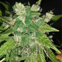 Chem OG Feminised