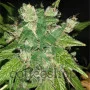 Chem OG Feminised
