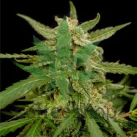 Easy Sativa Feminised