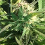 Outdoor Grapefruit Feminised