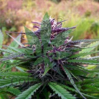 Purple Maroc Feminised