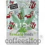 Skunk Special Feminised