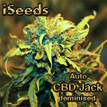 Auto CBD Jack feminised