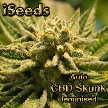 Auto CBD Skunk feminised Auto CBD Skunk feminised
