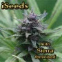 Auto Sierra feminised