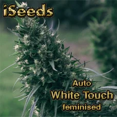 Auto White Touch feminised