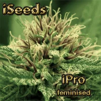 iPro feminised