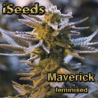 Maverick feminised