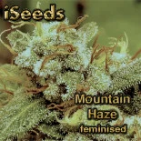 Mountain Haze feminised