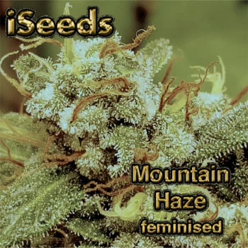 Mountain Haze feminised Mountain Haze feminised