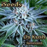 Os Kush Feminised