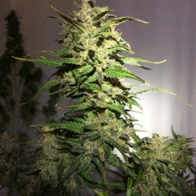 Afghan Kush feminised