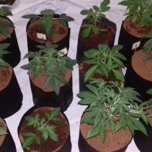 Auto Afgan Kush Feminised