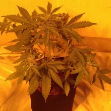 Auto Amnesia Feminised
