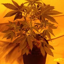 Auto Amnesia Feminised