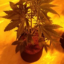 Auto Amnesia Feminised
