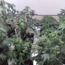 Auto CBD Jack feminised