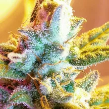 Blue Cheese feminised Monster Cannabis