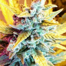 Blue Cheese feminised Monster Cannabis