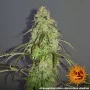 Семена конопли PINEAPPLE EXPRESS AUTO от Barney's Farm