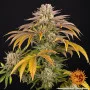 Семена конопли PINEAPPLE EXPRESS от Barney's Farm