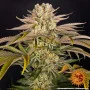Семена конопли PINEAPPLE EXPRESS от Barney's Farm