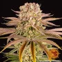Семена конопли PINEAPPLE EXPRESS от Barney's Farm